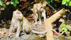 Mauritius monkeys Ile Aux Cerfs and the 5 island tour