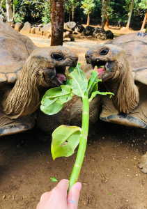 Mauritius La Vanille Nature Park tortoises