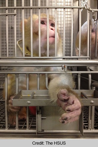 HSUS - primate in cage