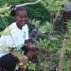 More Trees - Haiti