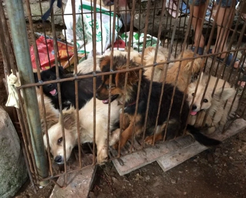 Yulin China dog meat festival