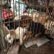 Yulin China dog meat festival