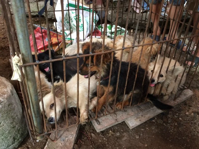 Yulin China dog meat festival